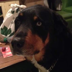 Meet your Posher, Stella